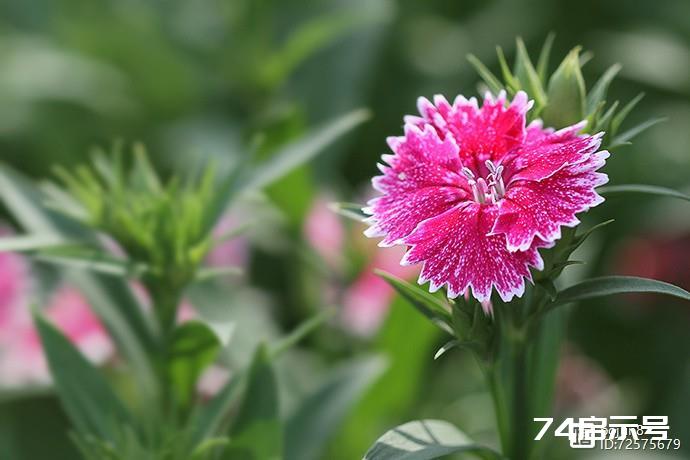 缤纷石竹（花卉摄影）