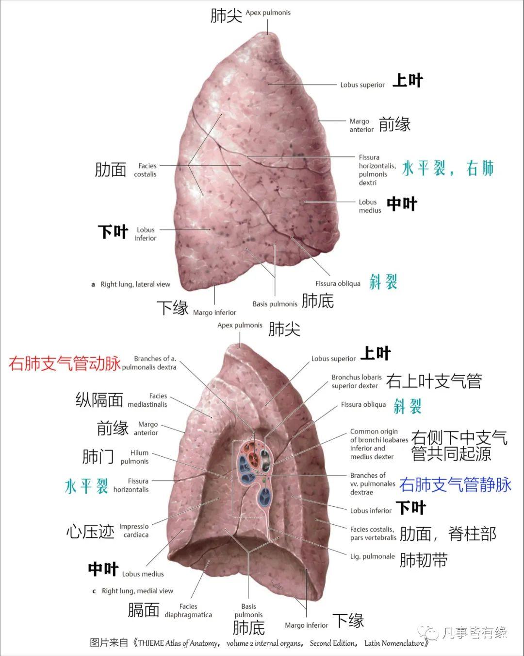 好漂亮的肺部解剖！