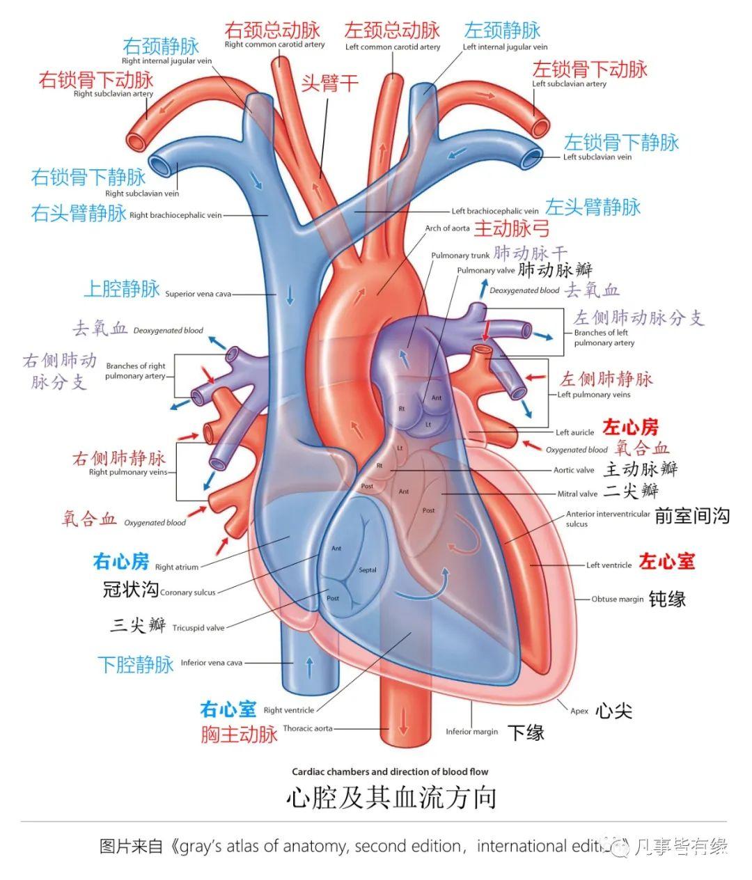 好漂亮的肺部解剖！