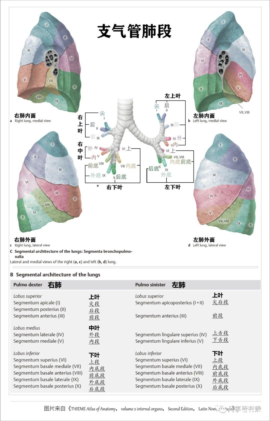 好漂亮的肺部解剖！