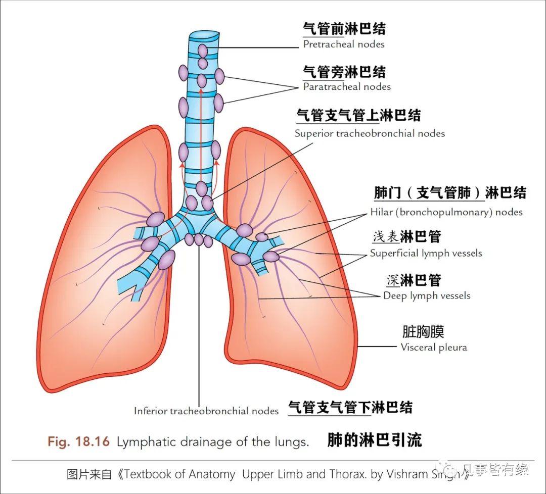 好漂亮的肺部解剖！