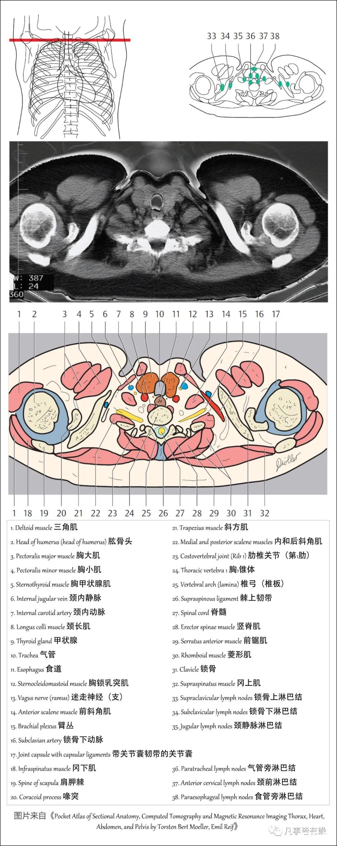 好漂亮的肺部解剖！