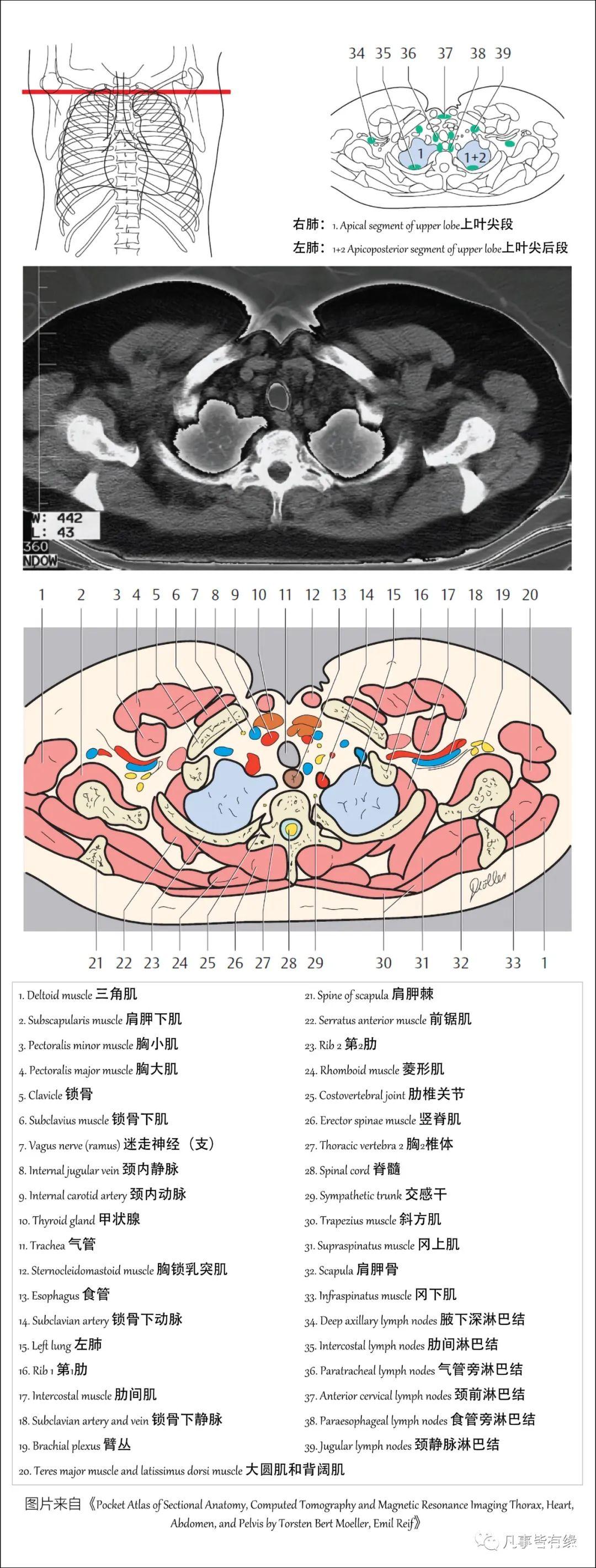 好漂亮的肺部解剖！