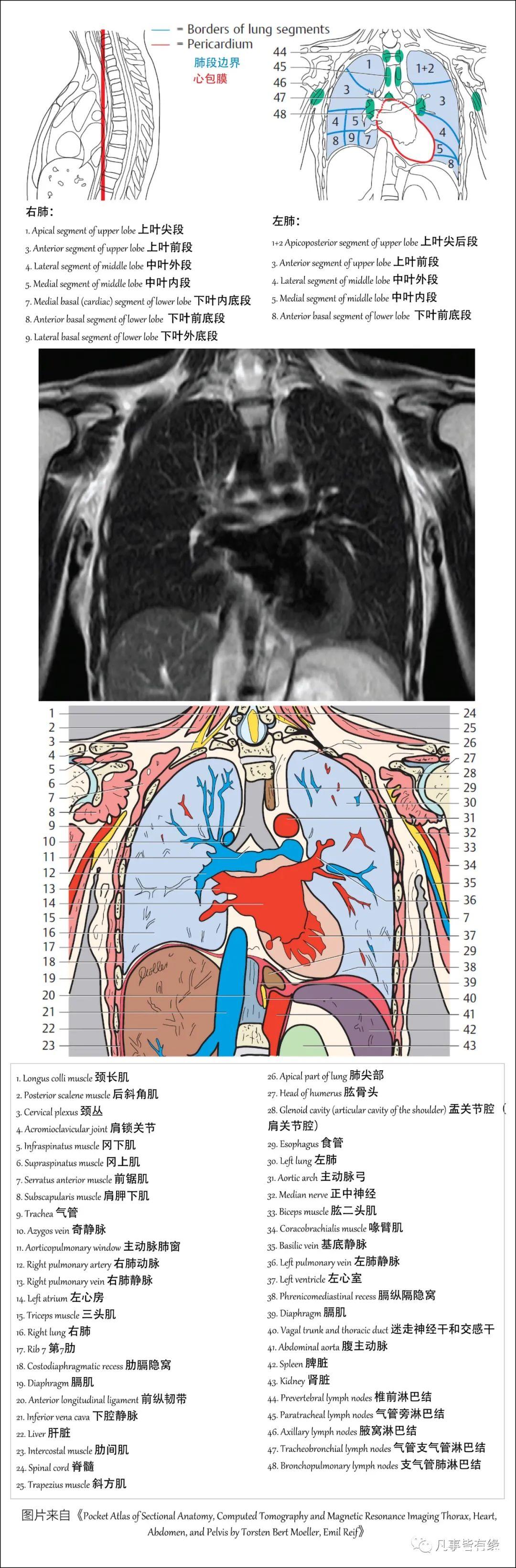 好漂亮的肺部解剖！