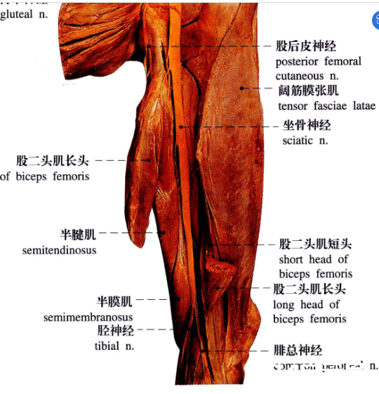 踝部胫神经阻滞术