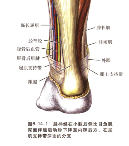 踝部胫神经阻滞术