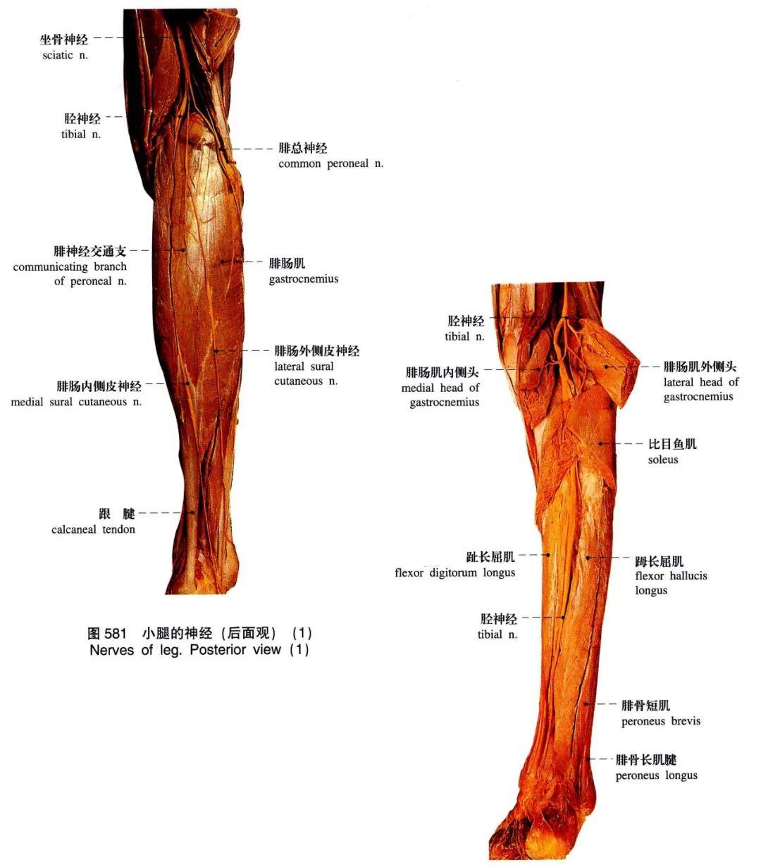 踝部胫神经阻滞术