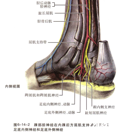 踝部胫神经阻滞术