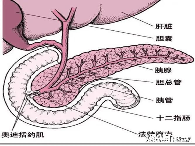 【转】单方验方治大病