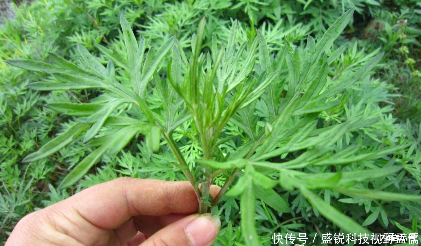 艾叶煮水太神奇了，大家一定要趁早知道！男女老少都能用