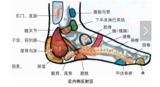 血压高在脚趾，肾病在脚心，五脏病皆治足！