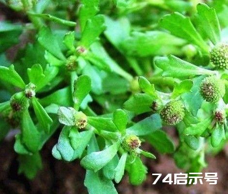 每日一学草药45：鹅不食草