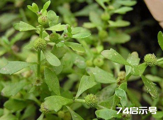 每日一学草药45：鹅不食草