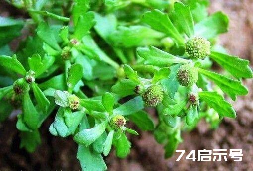 每日一学草药45：鹅不食草