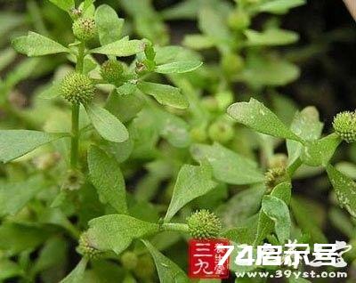 每日一学草药45：鹅不食草