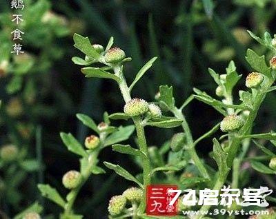 每日一学草药45：鹅不食草