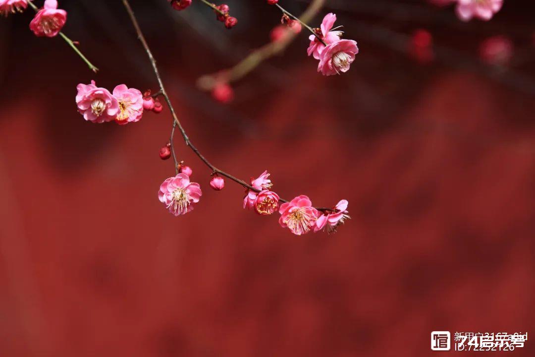 古诗词日历 | 杨炯《梅花落》