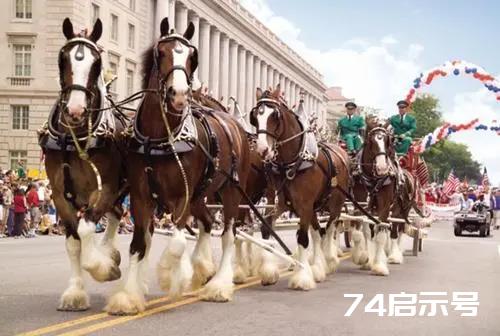 盘点全球八大马匹，一匹马堪比豪车，你认识几种马呢？