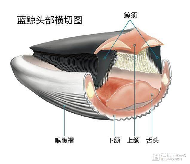 座头鲸是如何交配的？为了寻找伴侣，它们狂奔6000公里