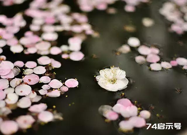 一缕梅花魂，傲然天地间