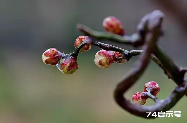 一缕梅花魂，傲然天地间