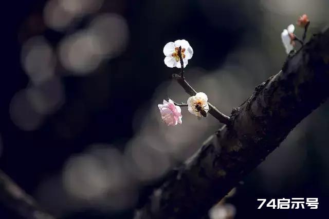 一缕梅花魂，傲然天地间