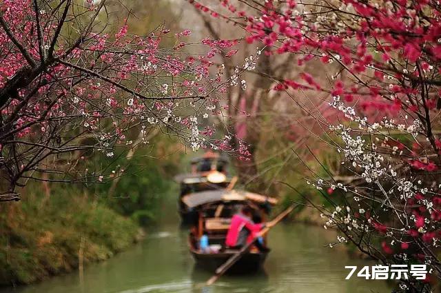 一缕梅花魂，傲然天地间