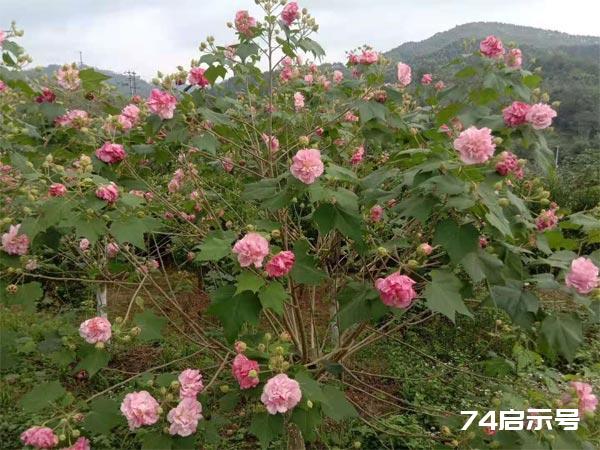 你身边的中草药：芙蓉花