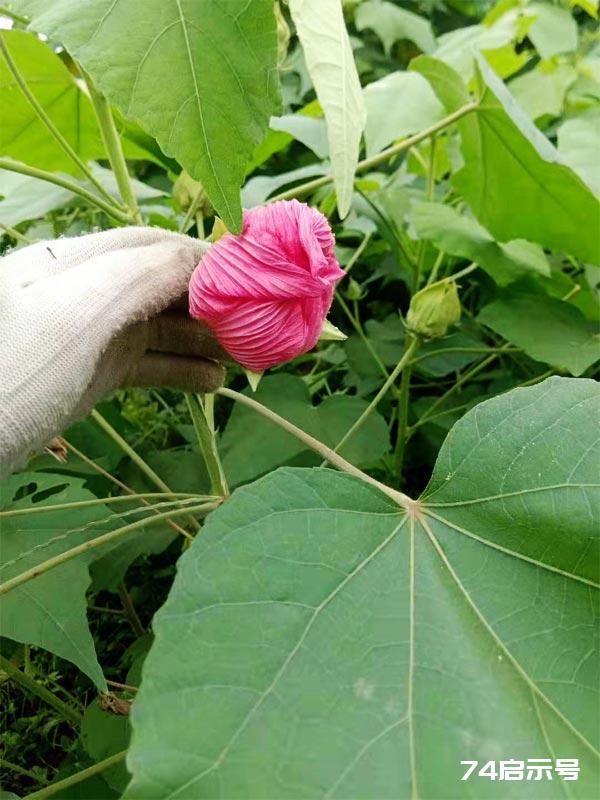 你身边的中草药：芙蓉花