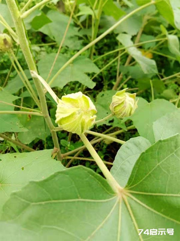 你身边的中草药：芙蓉花