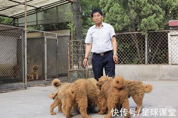 从3000万一条的东方神犬，到被遗弃的流浪狗，幕后推手究竟是谁？