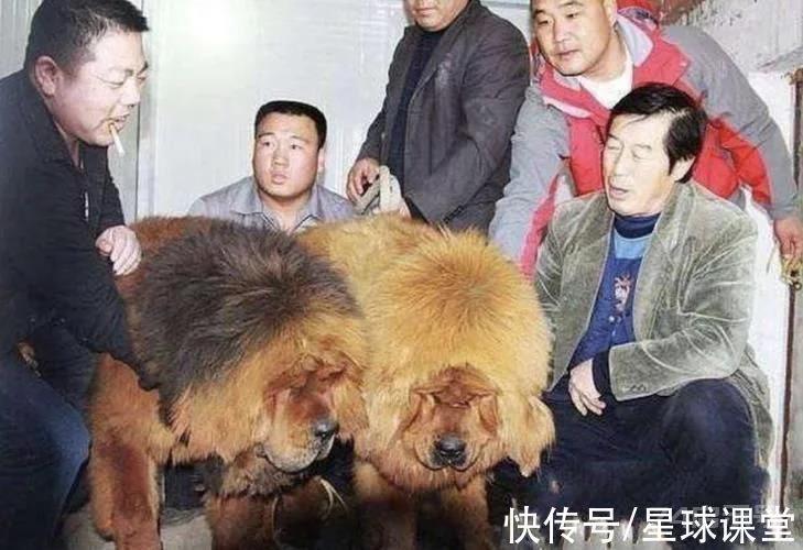 从3000万一条的东方神犬，到被遗弃的流浪狗，幕后推手究竟是谁？