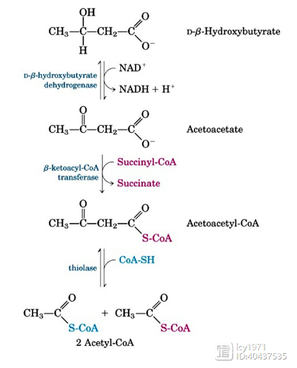 酮体代谢及酮体的多种生理功能