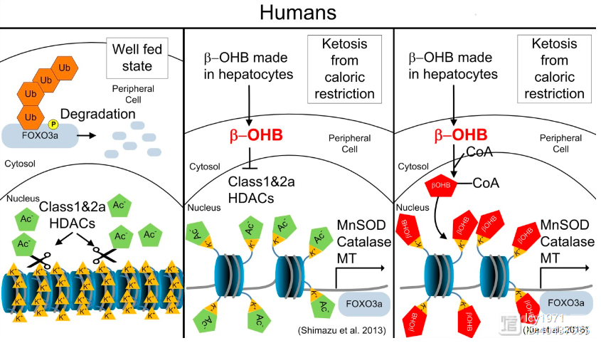 酮体代谢及酮体的多种生理功能