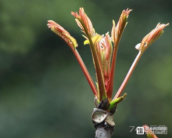 明日惊蛰，食二芽，吃三菜，做四防，一年少生病，更健康