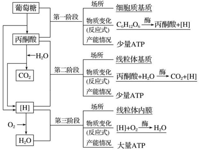 人类为何不能实现“永生”？科学家：人类只是在给基因打工罢了