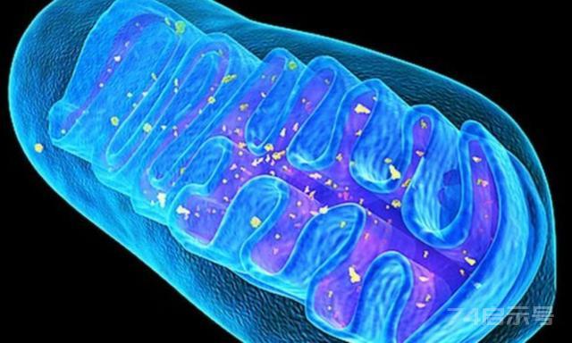 人类为何不能实现“永生”？科学家：人类只是在给基因打工罢了