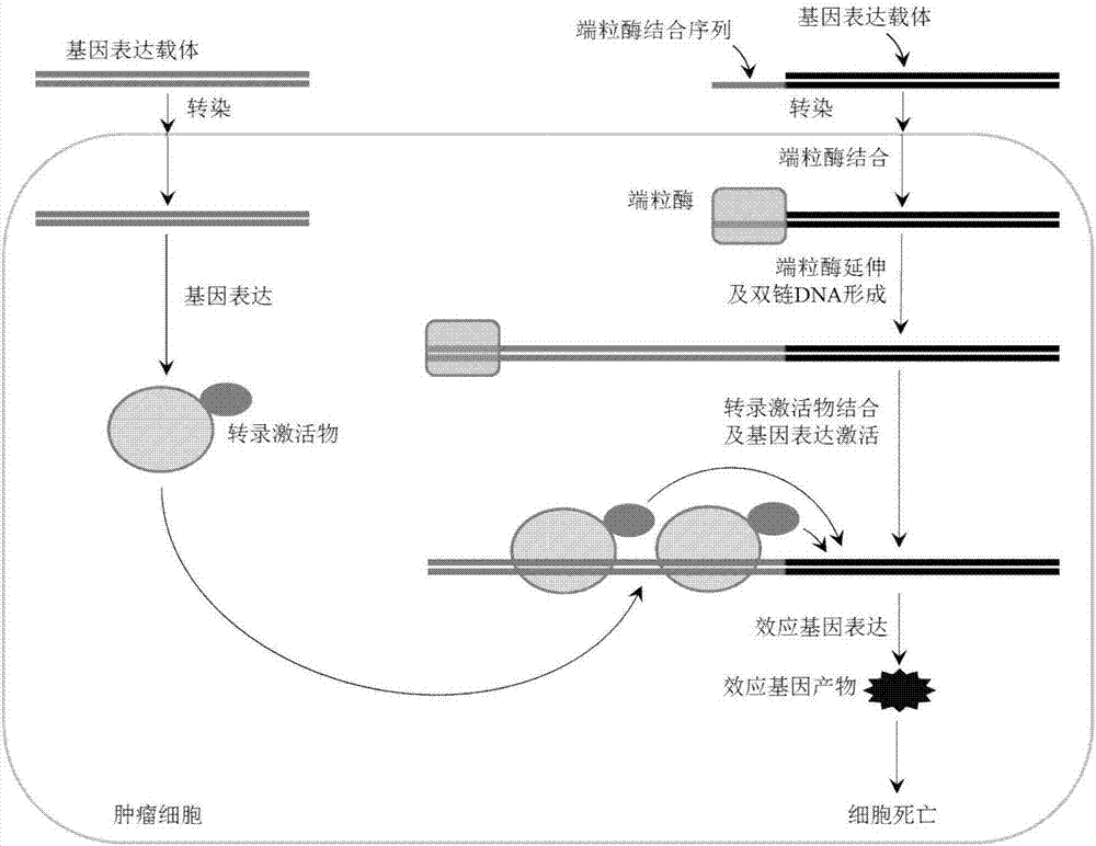 人类为何不能实现“永生”？科学家：人类只是在给基因打工罢了