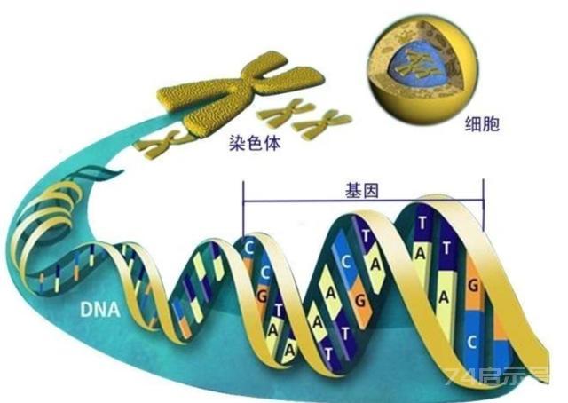 人类为何无法实现“永生”？生物学家：我们都是基因的“打工仔”