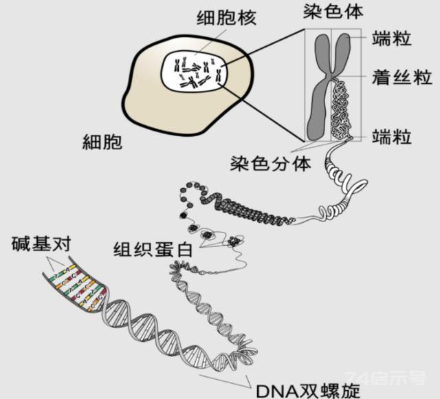 人类为何无法实现“永生”？生物学家：我们都是基因的“打工仔”