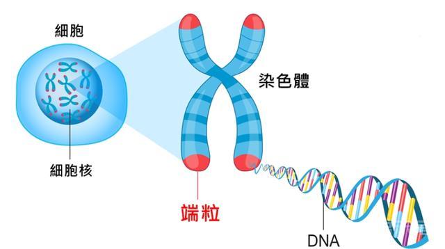 人类为何无法实现“永生”？生物学家：我们都是基因的“打工仔”