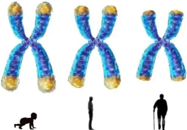 人类为何无法实现“永生”？生物学家：我们都是基因的“打工仔”