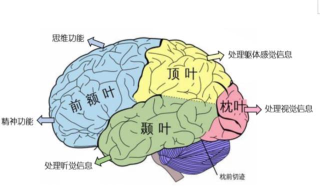 人类为何无法实现“永生”？生物学家：我们都是基因的“打工仔”