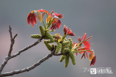 “春天做个花痴也挺好”，3种可以当野菜吃的花，美味又不失营养  第1张