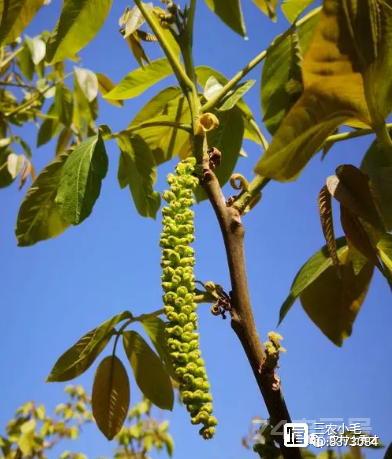 “春天做个花痴也挺好”，3种可以当野菜吃的花，美味又不失营养  第2张