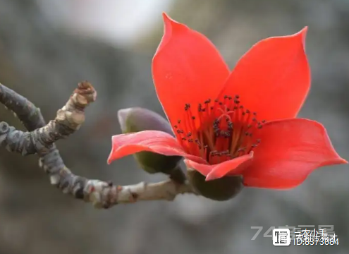 “春天做个花痴也挺好”，3种可以当野菜吃的花，美味又不失营养  第5张