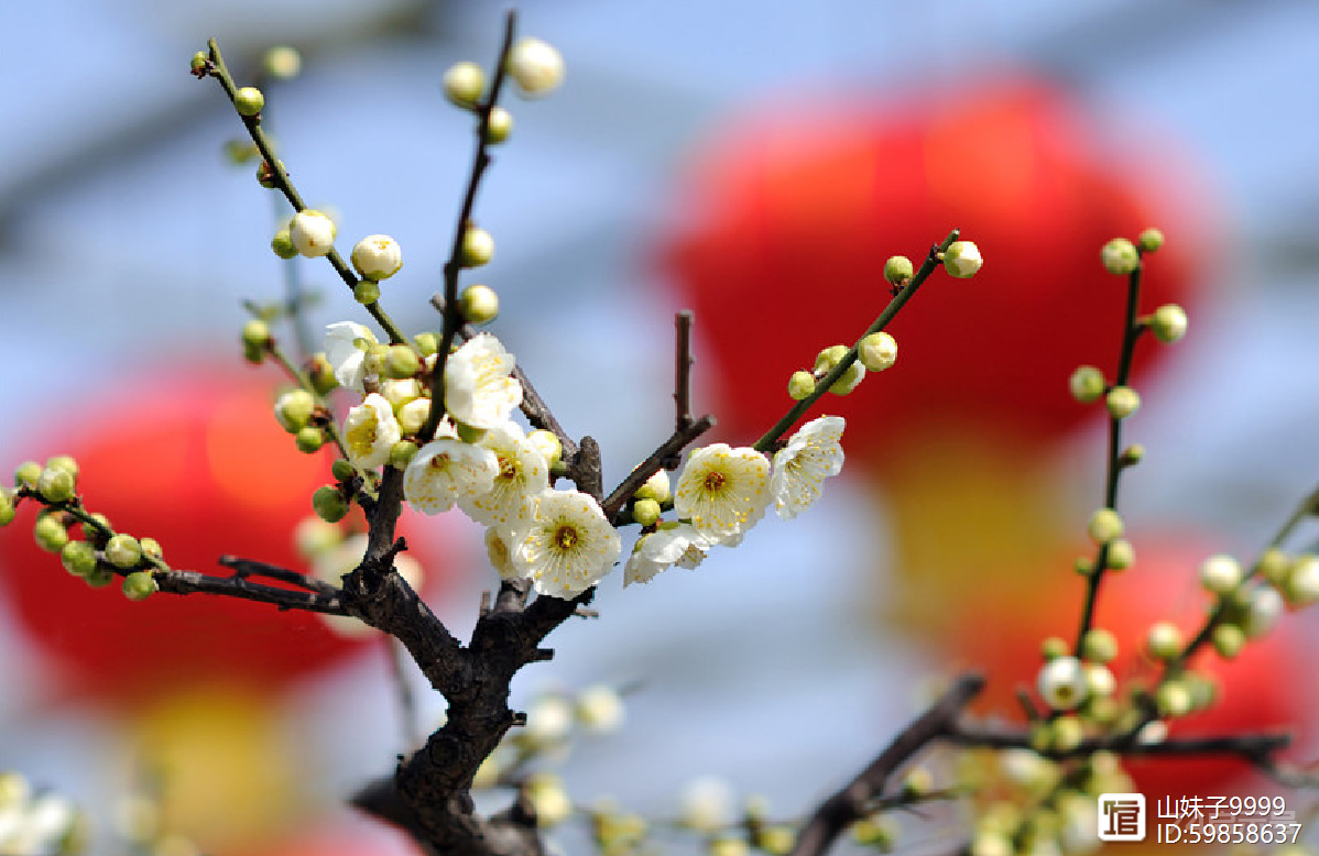 梅花为谁寒彻骨