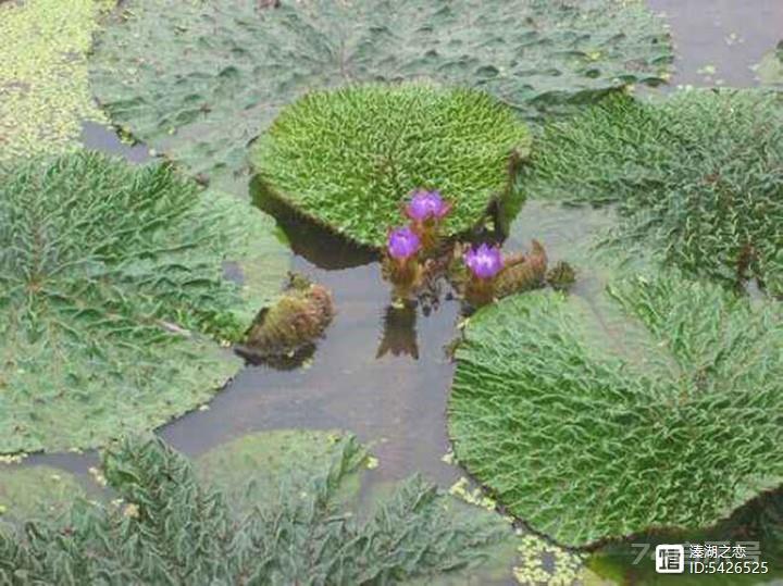 野生植物大观园（20）-----茨实​