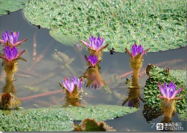 野生植物大观园（20）-----茨实​