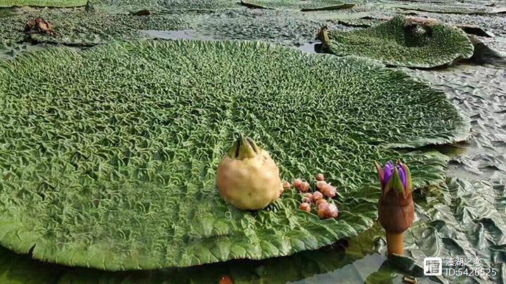 野生植物大观园（20）-----茨实​